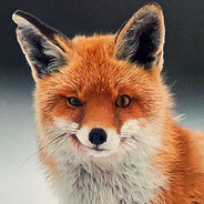 curious fox