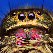 spider closeup