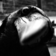 Curious Raven