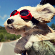 Dog With Goggles