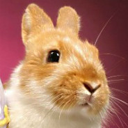 Fluffy Bunny