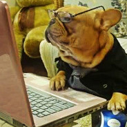 Dog Typing On Laptop