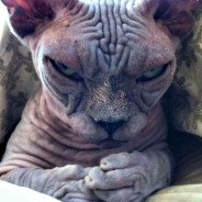 Grumpy Sphynx Cat