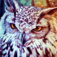 Snowy Owl Portrait