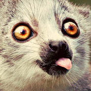 Lemur Sticking Tongue Out