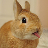 Bunny Sticking Tongue Out