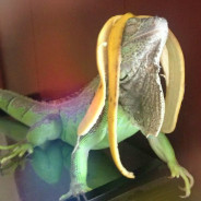 Banana Peel Iguana