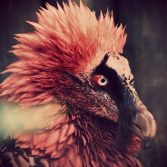 Bearded Vulture