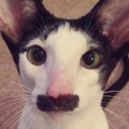 Mustache Cat