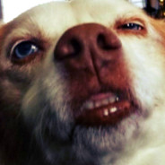 Derpy Dog Face
