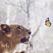 Lion And Butterfly