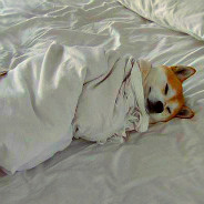 Shiba Inu In Bed