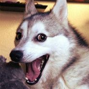 Pun Dog Husky