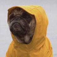 Pug In Yellow Raincoat