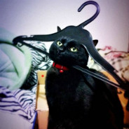 Black Cat In Hanger