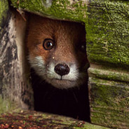 Peeking Fox