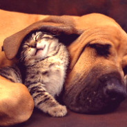 Kitten And Bloodhound