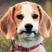 Beagle Puppy