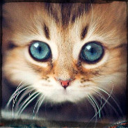 Blue Eyed Kitten