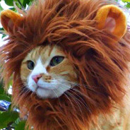 Cat In Lion Mane