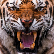 Roaring Tiger