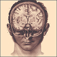 Vintage Brain Anatomy
